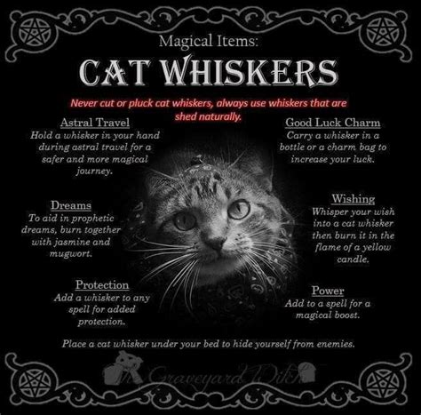 Enigmatic cat whisker spell